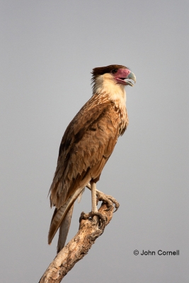 Birds-of-Prey;Caracara;Caracara-cheriway;Crested-Caracara;curved-beak;hunter;pre